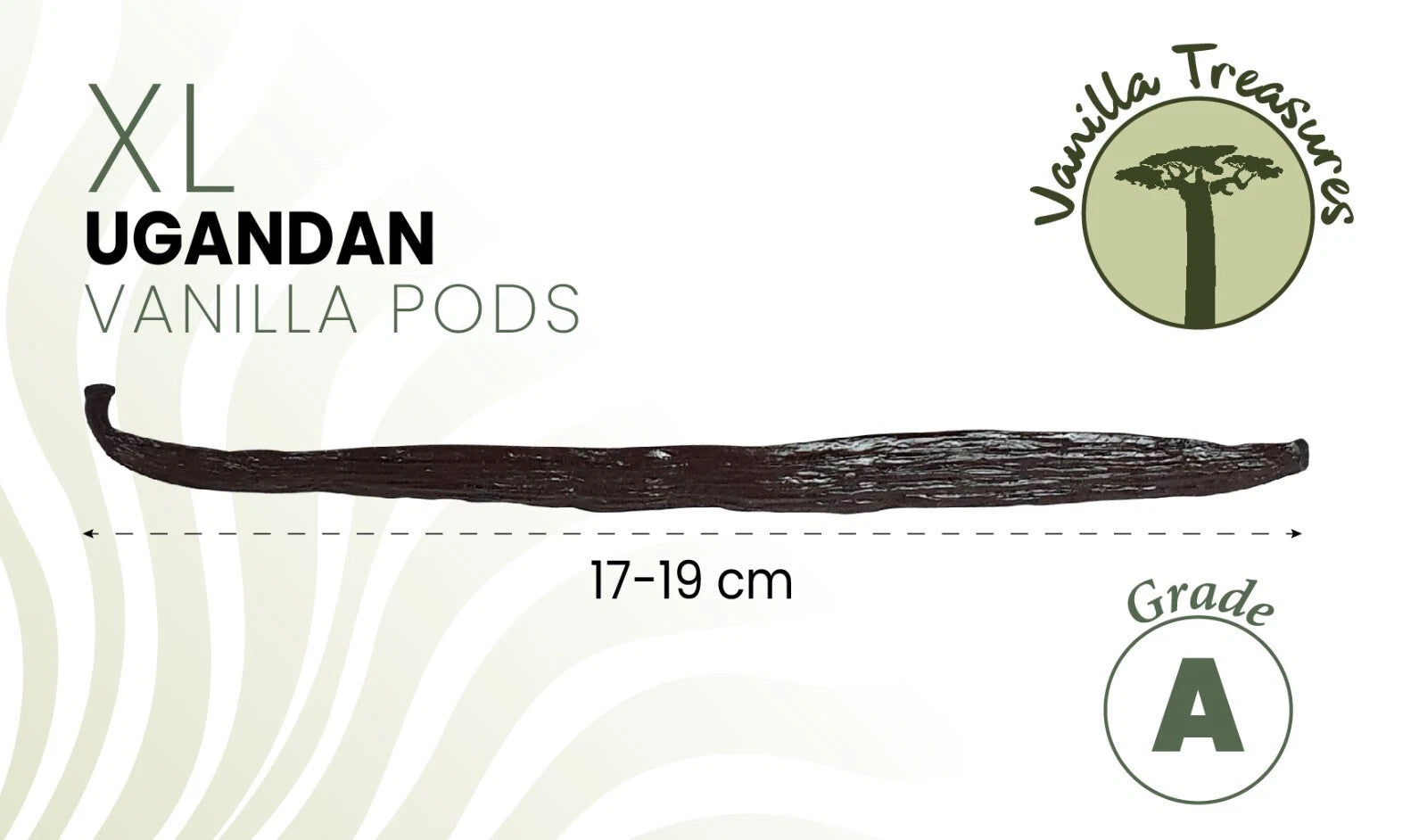 Premium Grade A Uganda Vanilla Pods (XL 17–19cm) – Extra Plump & Fragrant