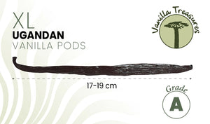 Premium Grade A Uganda Vanilla Pods (XL 17–19cm) – Extra Plump & Fragrant